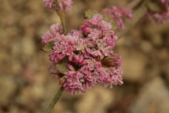 Eriogonum cithariforme
