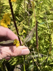 Solidago arguta