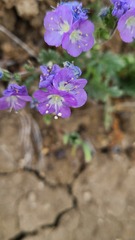 Phacelia congesta