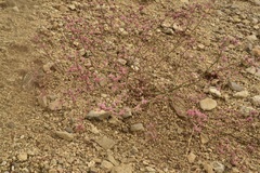 Eriogonum cithariforme