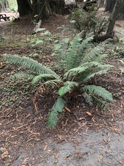 Polystichum imbricans