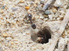 Dorymyrmex insanus