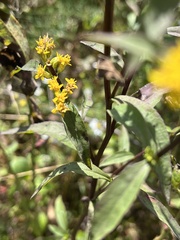 Solidago arguta