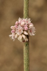 Eriogonum cithariforme