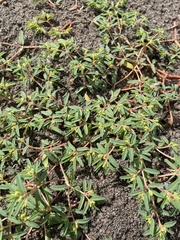 Euphorbia polygonifolia