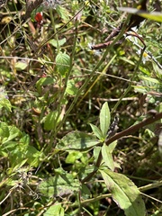 Solidago arguta