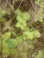 Pinguicula moranensis