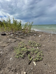 Euphorbia polygonifolia