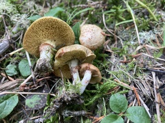 Suillus