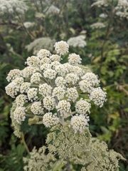 Apioideae