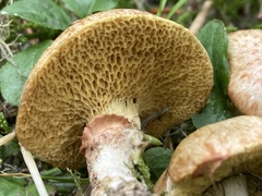Suillus