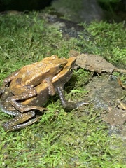 Atelopus nahumae