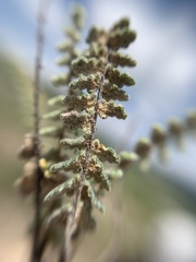 Polypodiopsida