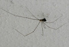 Crossopriza