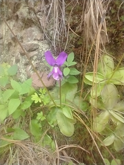 Pinguicula moranensis