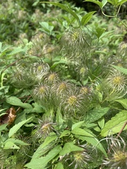 Clematis virginiana