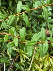 Vaccinium macrocarpon