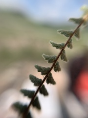 Polypodiopsida