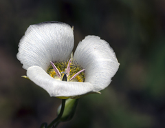 Calochortus gunnisonii