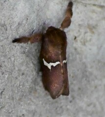 Monoleuca semifascia