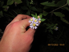 Symphyotrichum shortii