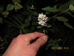 Symphyotrichum shortii