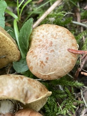 Suillus