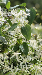 Clematis glycinoides