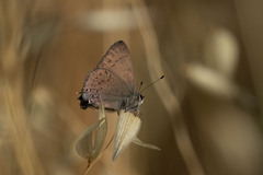Satyrium saepium