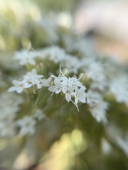 Stevia