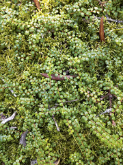 Gaultheria hispidula