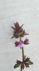 Stachys eremicola