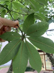 Ceiba erianthos