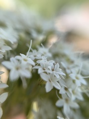 Stevia