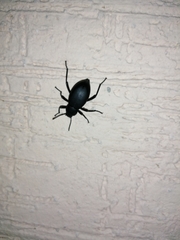 Tenebrioninae