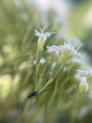 Stevia