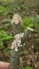 Stereum gausapatum