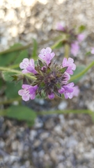 Stachys eremicola
