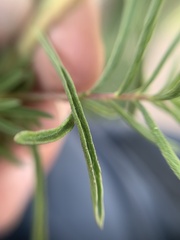 Stevia
