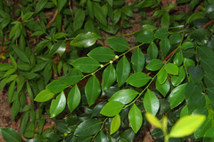 Breynia fruticosa