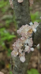 Stereum gausapatum