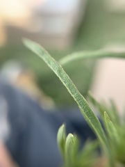 Stevia