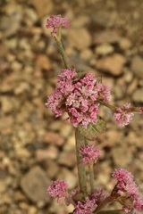 Eriogonum cithariforme