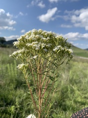 Stevia