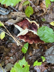 Russula mariae