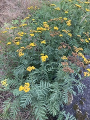 Tanacetum vulgare