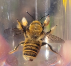 Megachile fortis
