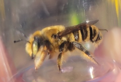 Megachile fortis