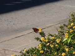 Danaus erippus