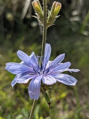 Cichorium intybus